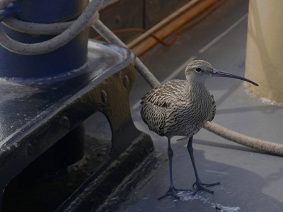 Vogel-spotdag-vogels-kijken-Lauwersmeer-Waddenzee